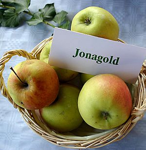 Malus-Jonagold.jpg