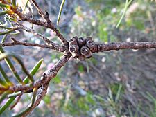 Melaleuca nematophylla (fruits)