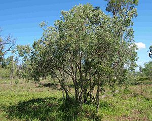 Melaleuca nervosa habit.jpg