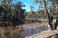 Murray River redgums at Echuca