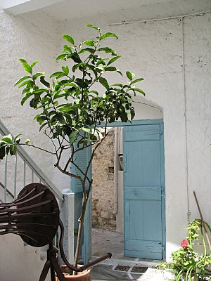 Naxos citron