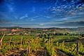 Nel chianti prima della vendemmia