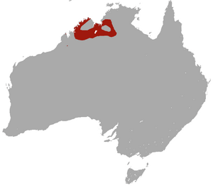 Ningbing False Antechinus area.png