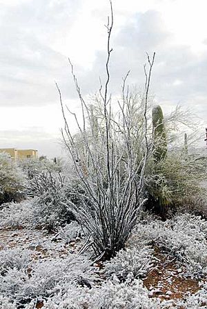 Ocotillo-600