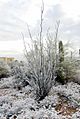 Ocotillo-600