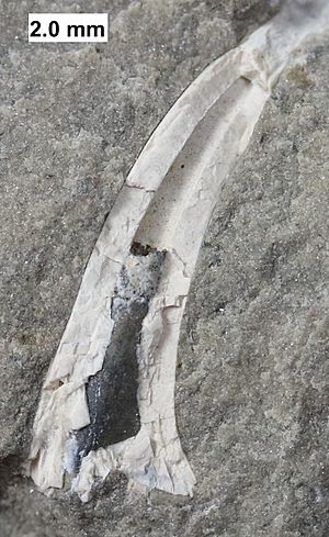 Onychodus