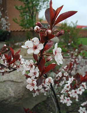 Prunus-cistena-cultivar-Nigra.JPG