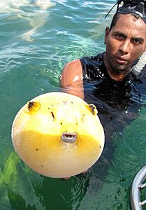 Puffer fish -Costa Rica-8