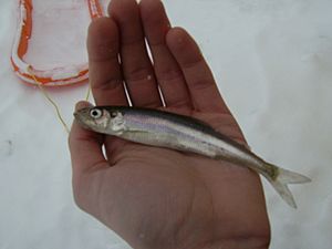 Rainbow smelt (Haviland B)