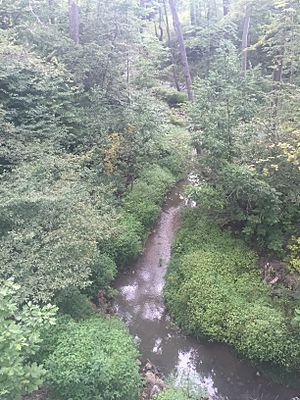 Ravine from bridge