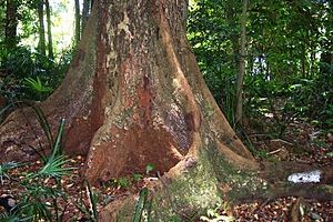 Red Cedar - Mount Keira