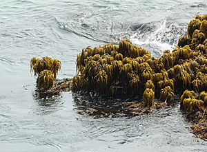 Sea palms, Pigeon Point