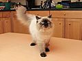 Sealpoint Himalayan Kitten Genghis at 6 months by Asilverstein 2014mar14 IMG 2626