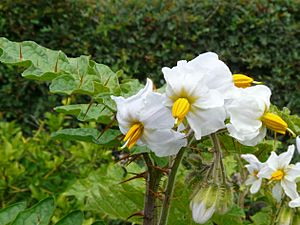 Solanum sisymbriifolium01