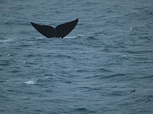 Southern Right Whale and Gentoo Penguin (5747485418)