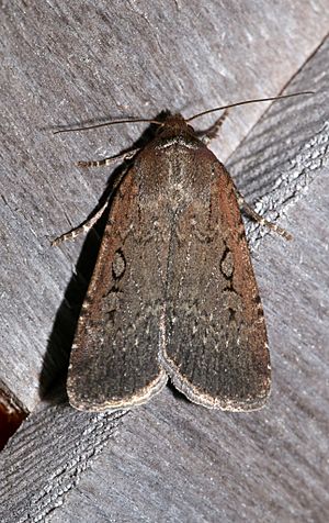 Spaelotis clandestina 4792520.jpg