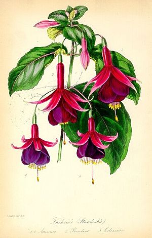 Standish's Seedling Fuchsia- Paxton.jpg