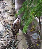 Trädkrypare Common Treecreeper (20350818385).jpg