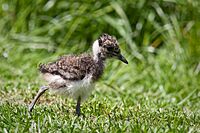 Vanellus vanellus -Rotterdam Zoo, Netherlands -chick-8a