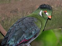 White-cheeked Turaco RWD3