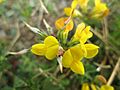 20180817Lotus corniculatus1