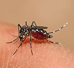 Aedes aegypti feeding.jpg