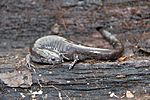 Ambystoma texanum