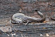 Ambystoma texanum.jpg