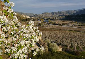 Amelanchier alnifolia var. cusickii 2