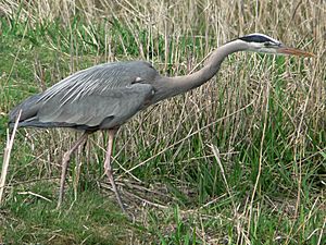 Ardea herodias 01957t