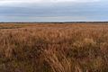 Attwater Prairie Chicken National Wildlife Refuge in November