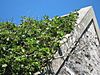 Bardsey Apples - geograph.org.uk - 904586.jpg