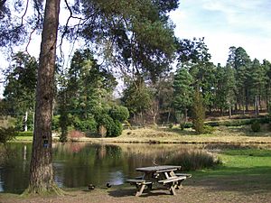 Bedgebury Pinetum 5.jpg