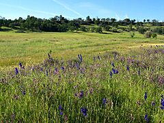 Bidwell Park Chico