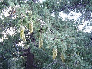 Bigcone Douglas-fir at mtbaldy.jpg