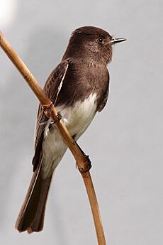 Black phoebe sayornis nigricans