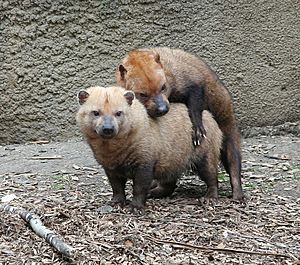 Bushdogs