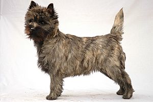 Cairn Terrier - 002