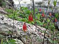 Canadian Columbine