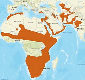 Caracal distribution.jpg