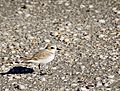 CayoCostaSP Sanderling01