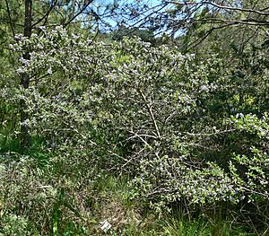 Ceanothus papillosus 1.jpg