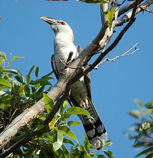 Channel-billed Cuckoo Sep07 kobble