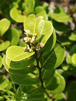 Chrysobalanus icaco (inflorescense).jpg