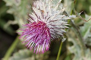 Cirsium edule 6240