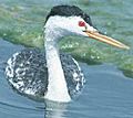 ClarksGrebe23