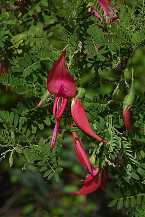 Clianthus puniceus.jpg