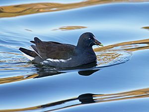 Common Gallinule (Gallinula galeata) RWD2