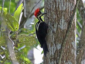 Crimson-crested Woodpecker RWD2