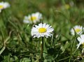 Daisies-Focus